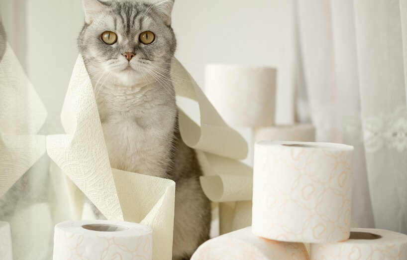 Durchfall bei Katze