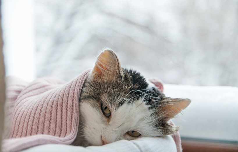 Erkältung bei Katzen