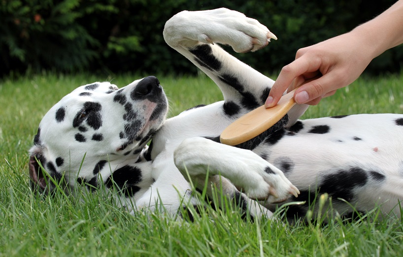 Fellpflege bei Hunden