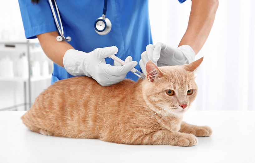Fibrosarkom bei der Katze