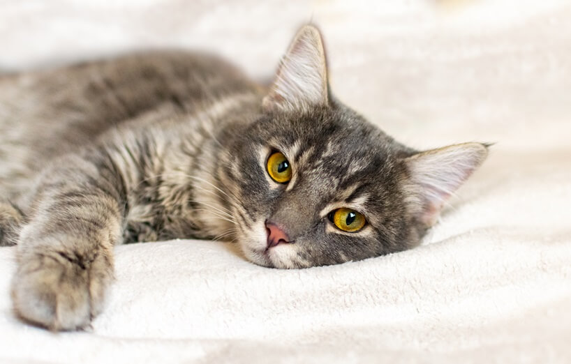 Feline infektiöse Peritonitis (FIP) bei Katzen
