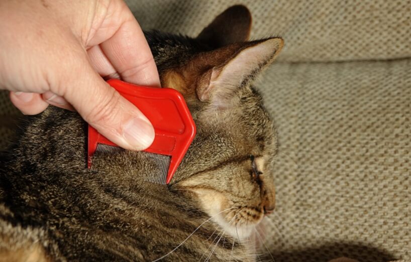 Wunden bei Katzen Aufkratzen von Verletzungen verhindern AGILA