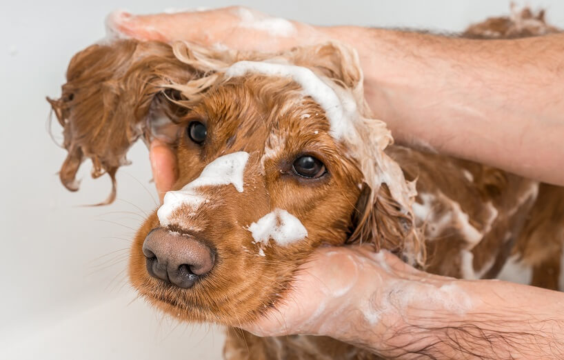 Flöhe beim Hund