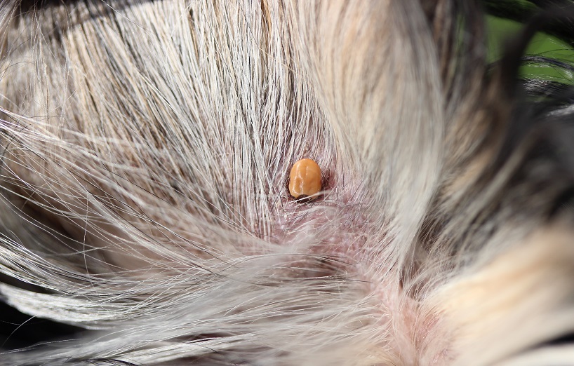 FSME beim Hund