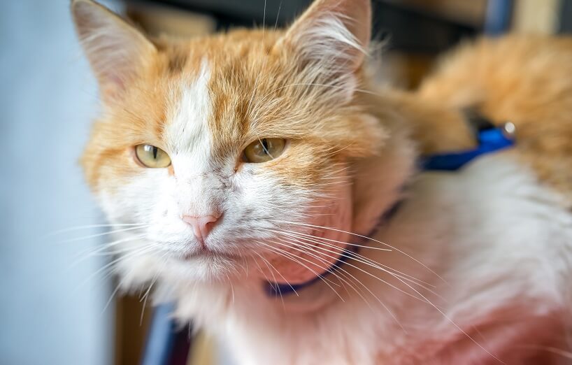 Geschwulst Katze