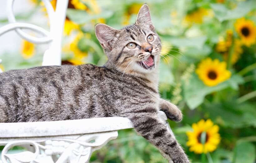 Getigerte Katze liegt entspannt auf weißem Gartenstuhl vor blühenden Sonnenblumen