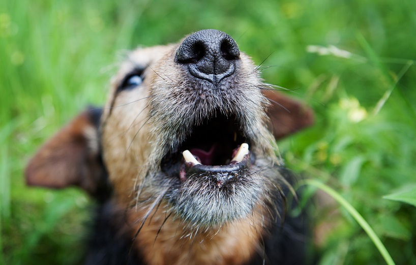 Zahnfleischentzündung beim Hund