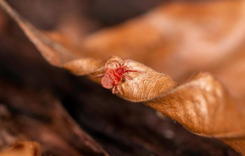 Grasmilben bei Hund und Katze