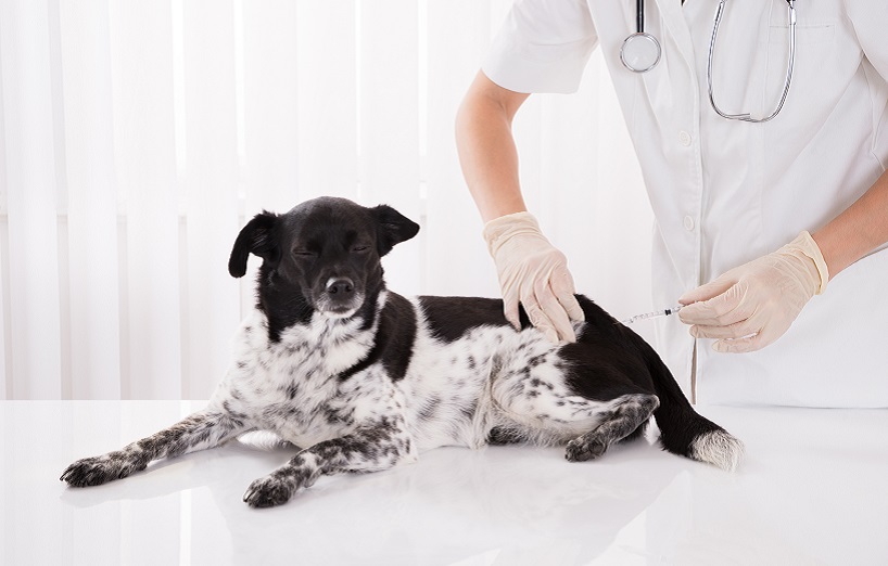 Hepatitis contagiosa canis Impfung