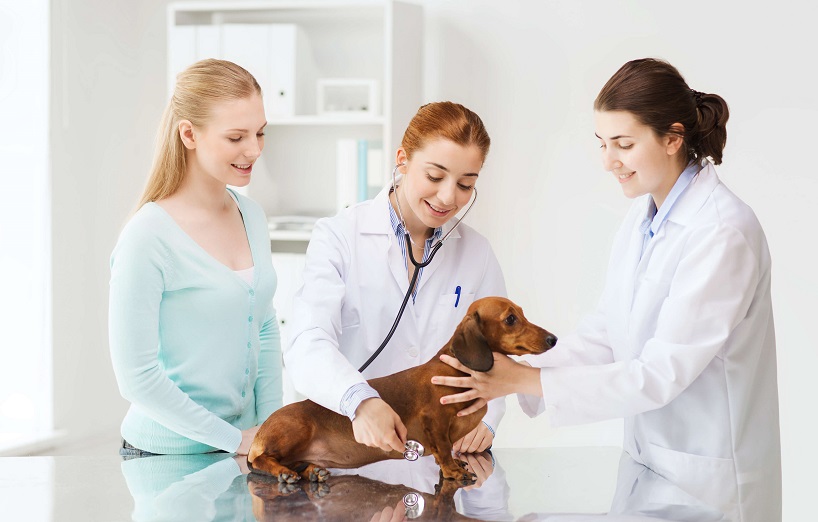 Herzinsuffienz beim Hund