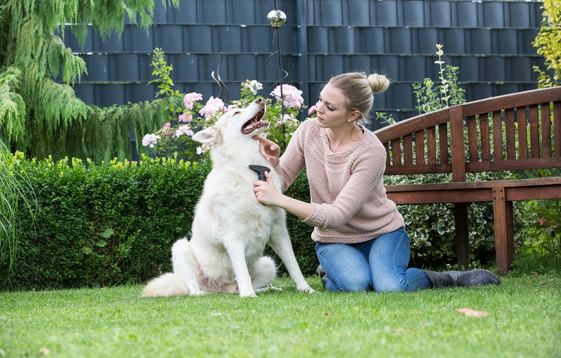 Hilfe beim Fellwechsel für Hunde