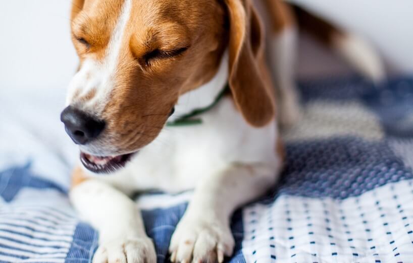 Husten beim Hund: Was tun, wenn der Hund hustet?