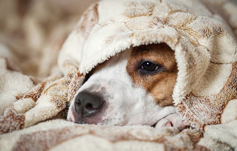 Ein kranker Hund