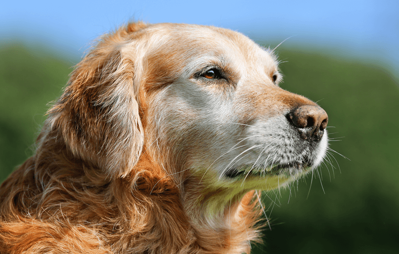 Senior-Golden-Retriever blickt aufmerksam in die Ferne bei sonnigem Wetter im Grünen