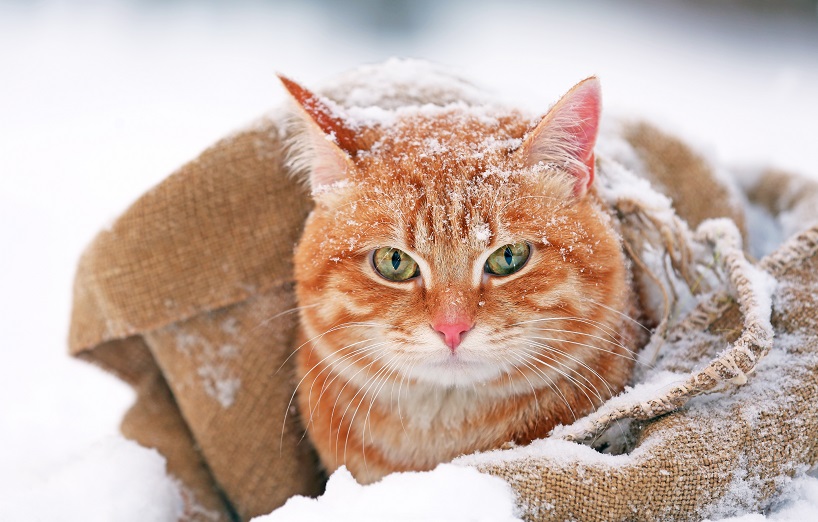 Unterkühlung bei Katzen