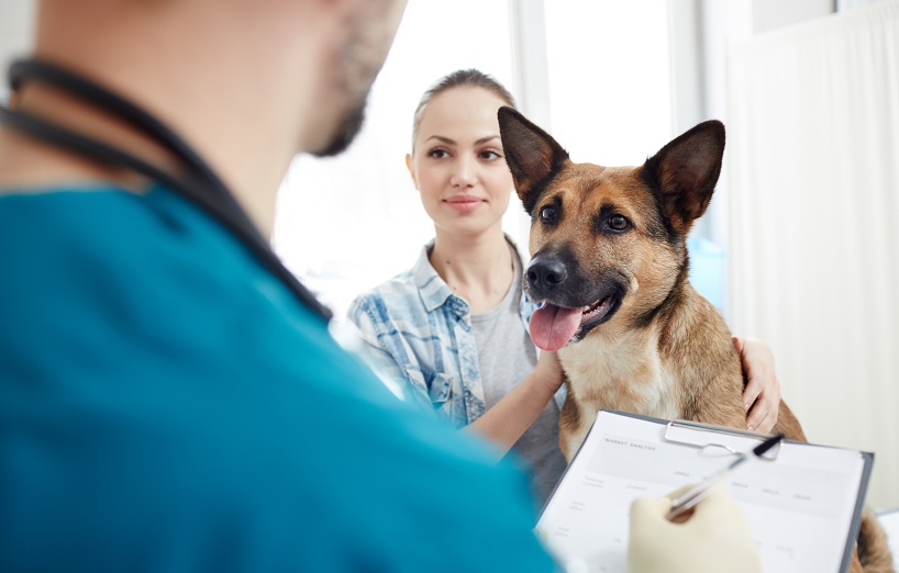 Kastration beim Hund