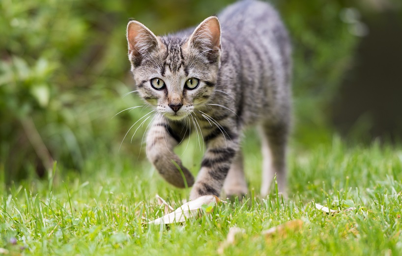 Katze humpelt AGILA AGILA