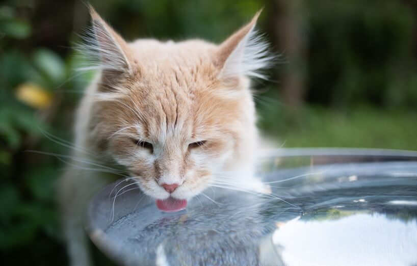 Katze trinkt viel