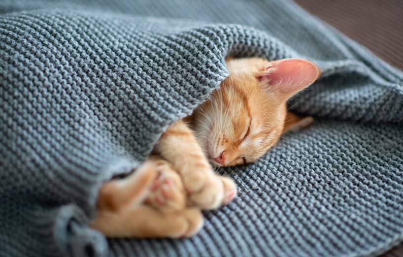 Schlafende rote Katze liegt eingerollt unter einer grauen Decke und träumt friedlich