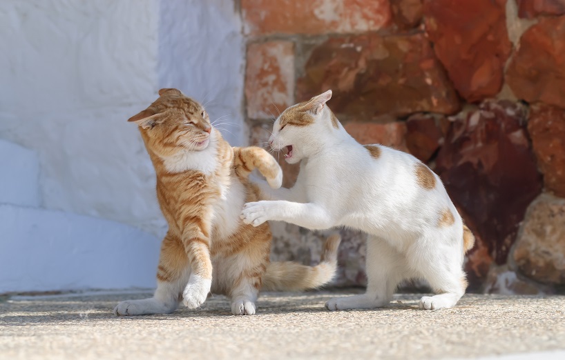 Katzenaids / FIV