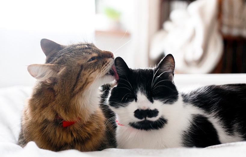 Katzenseuche