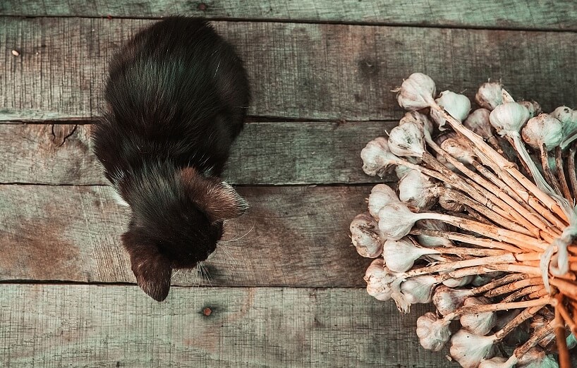 Warum ist Knoblauch für Hunde und Katzen giftig? AGILA