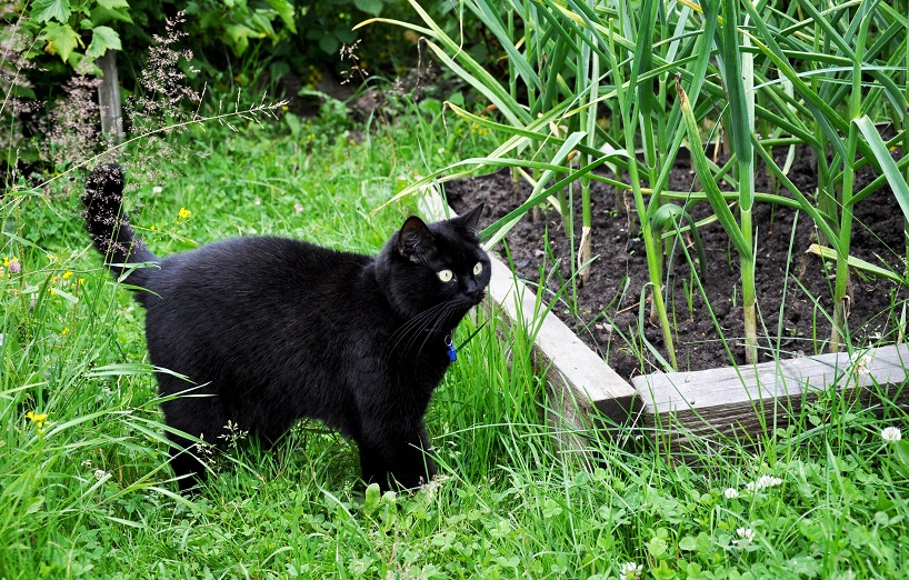 Knoblauch ist giftig für Hunde und Katzen es führt zu Blutarmut. AGILA