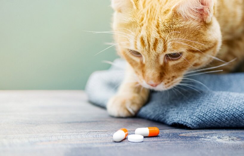 Kombi-Präparate für Hund und Katze