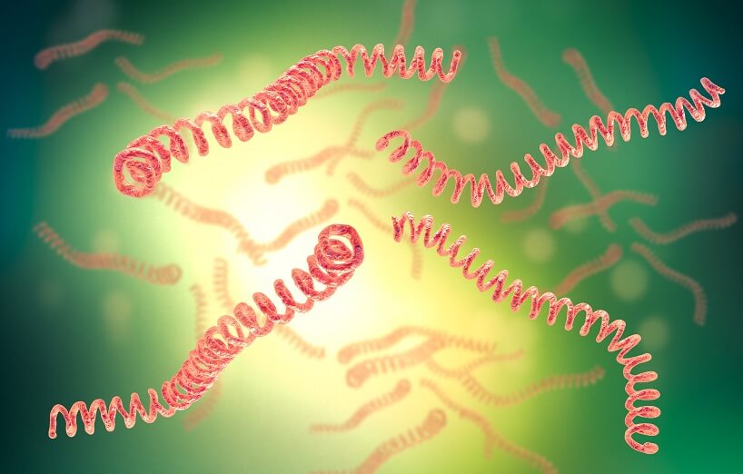 Leptospirose beim Hund - Gefährliche Bakterien im Urin