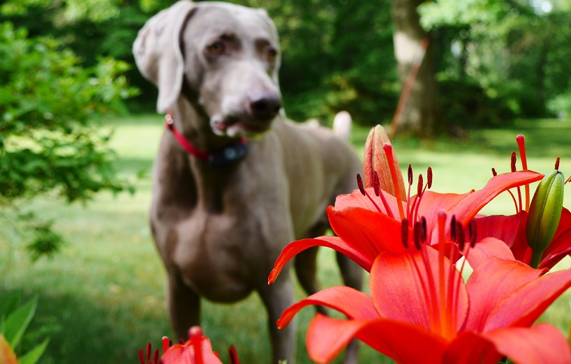 Giftige Lilien für Hunde und Katzen Belladonna/Amaryllis AGILA