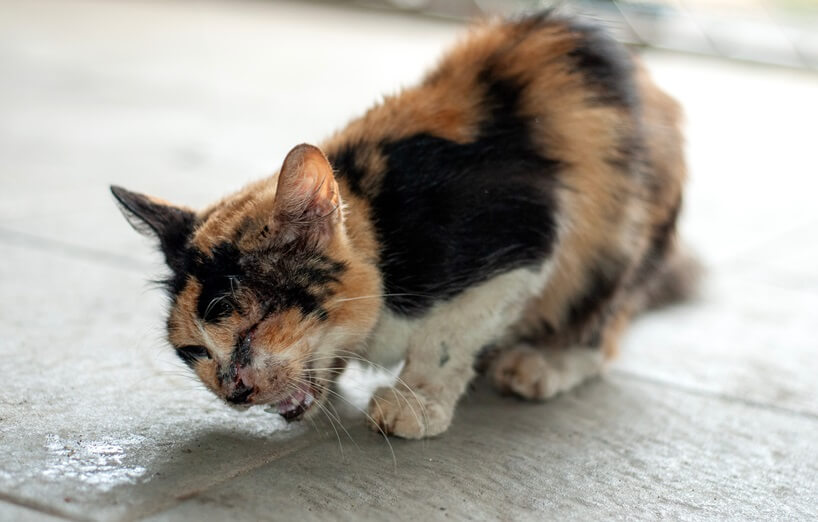 Lungenwürmer bei Katzen