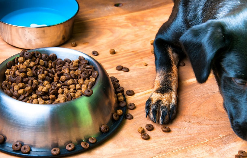 Magenverstimmung beim Hund