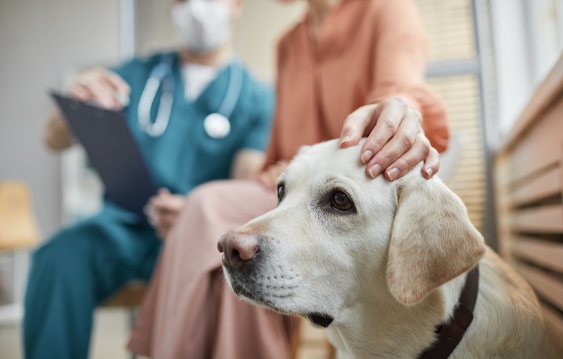 Mastzelltumor beim Hund erkennen AGILA Mastzelltumor beim Hund erkennen AGILA