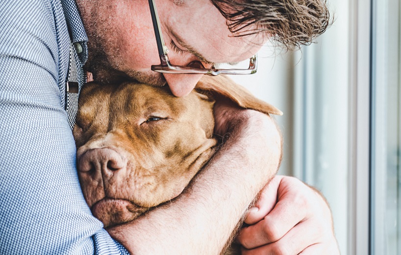 Milztumor beim Hund Was nun? AGILA