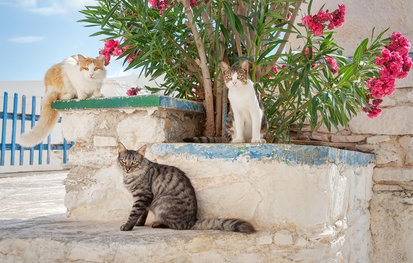 Oleander Vergiftung bei Hunden und Katzen