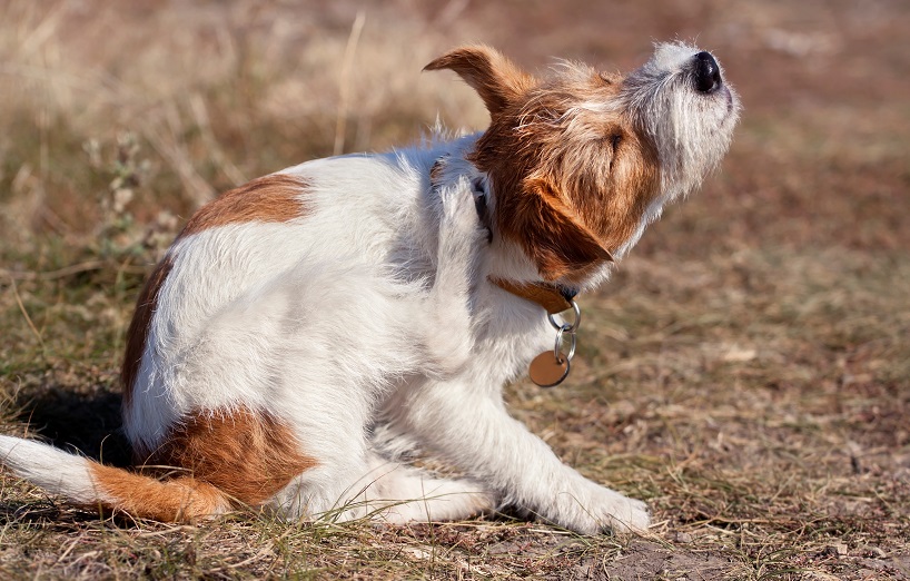Othämatom bei Hunden