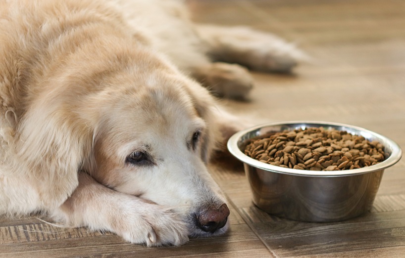 Parodontitis beim Hund