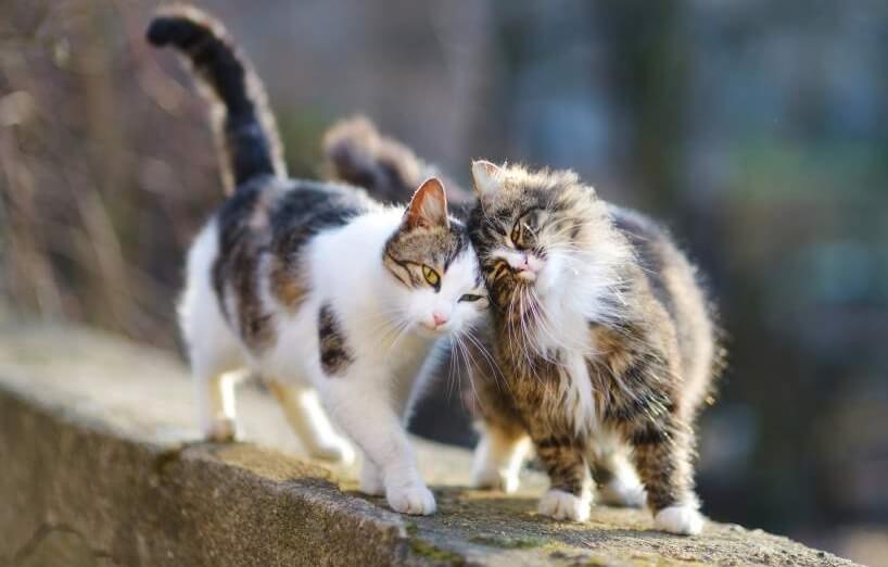 Rolligkeit bei Katzen