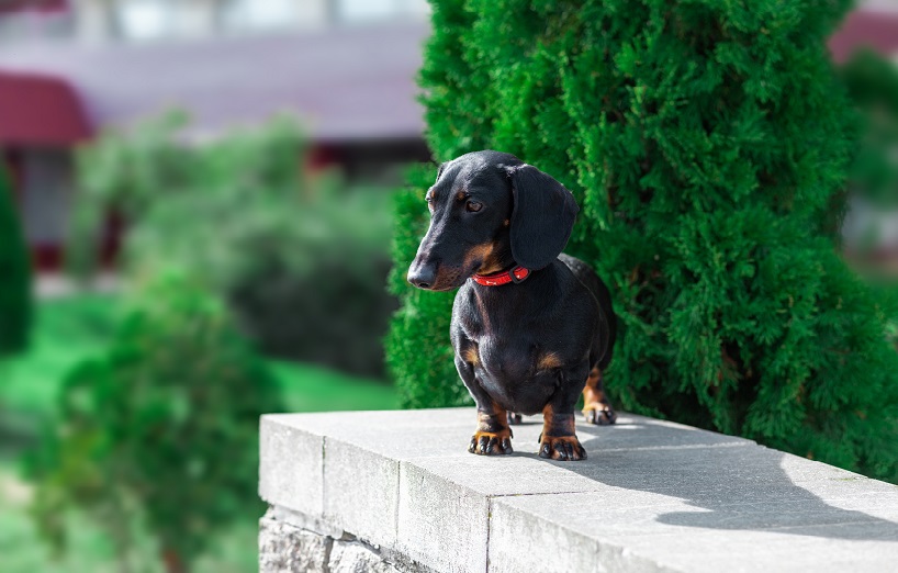 Heilmittel oder Gift  Ist Thuja giftig fr Hunde und Katzen? - AGILA