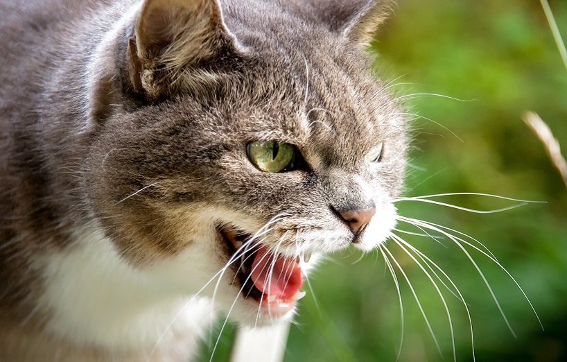 Tollwut bei Katzen
