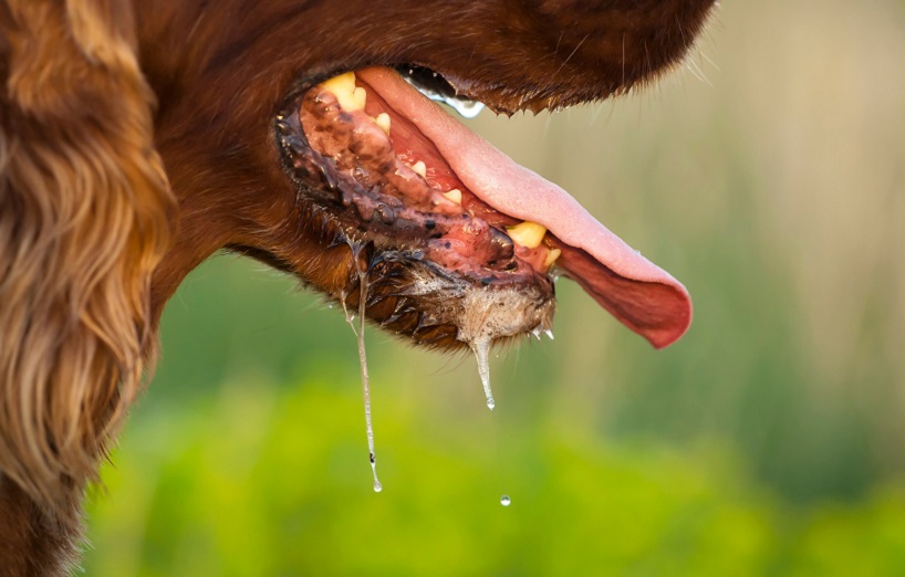 Tollwut beim Hund