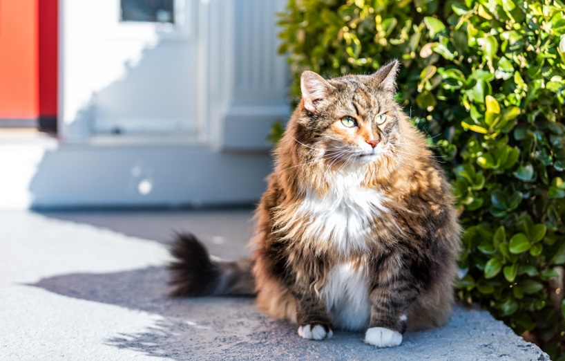Übergewicht bei Katzen