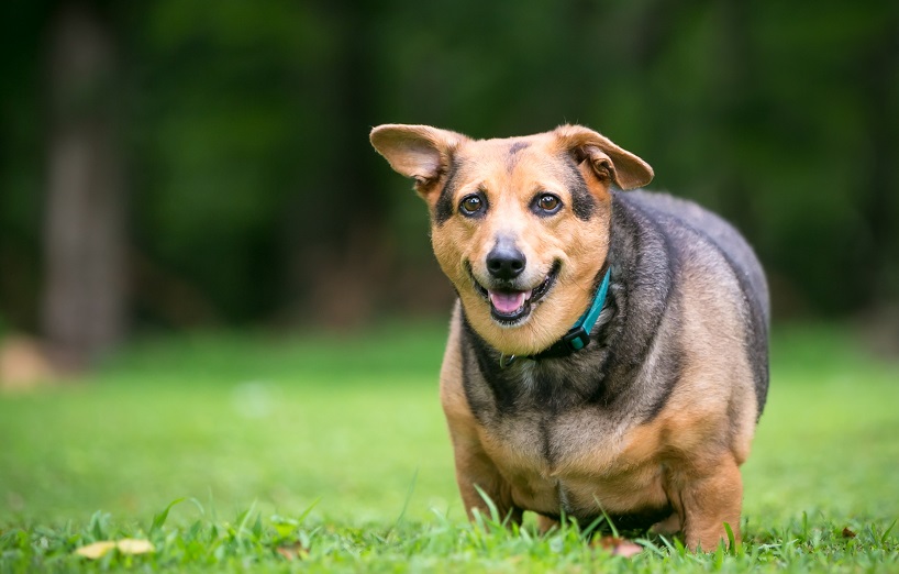 Übergewicht beim Hund