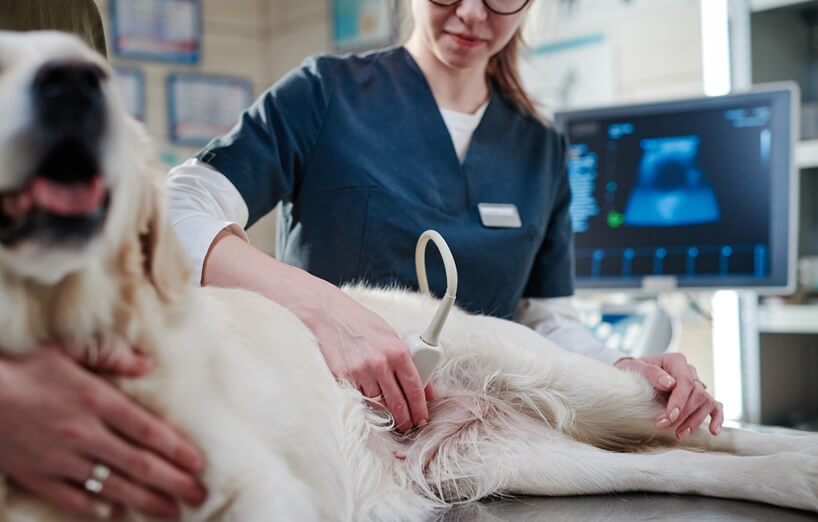 Ultraschall bei Katze oder Hund