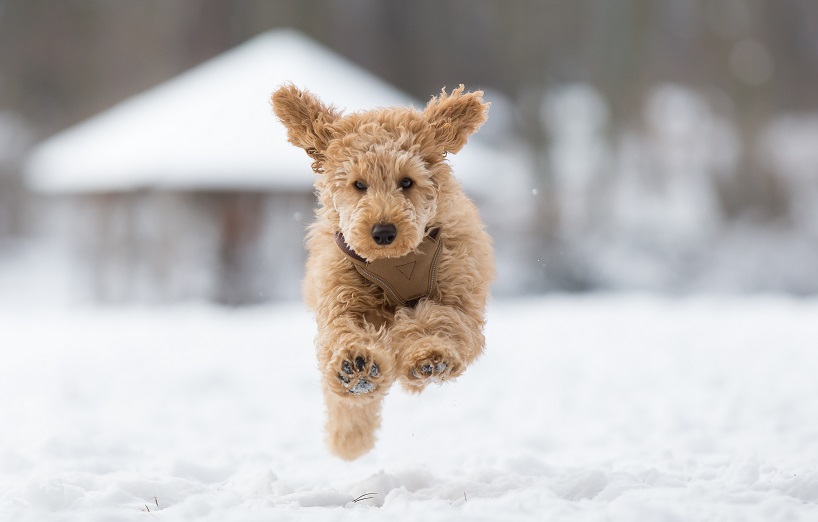 Hypothermie beim Hund