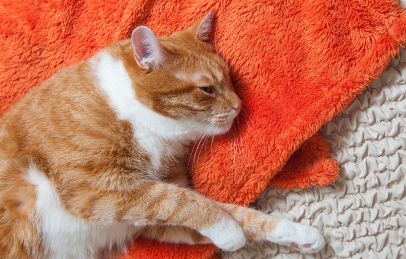 Vergiftung bei Katzen