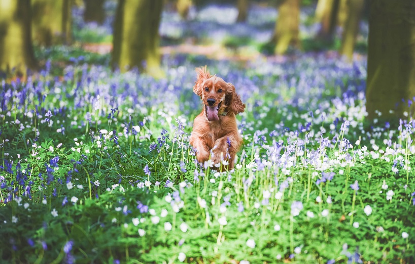 Wie viel Auslauf braucht ein Hund
