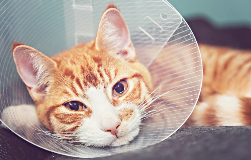 Wunden bei Katzen: Aufkratzen verhindern