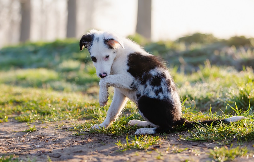 Wundversorgung beim Hund: Verletzungen versorgen