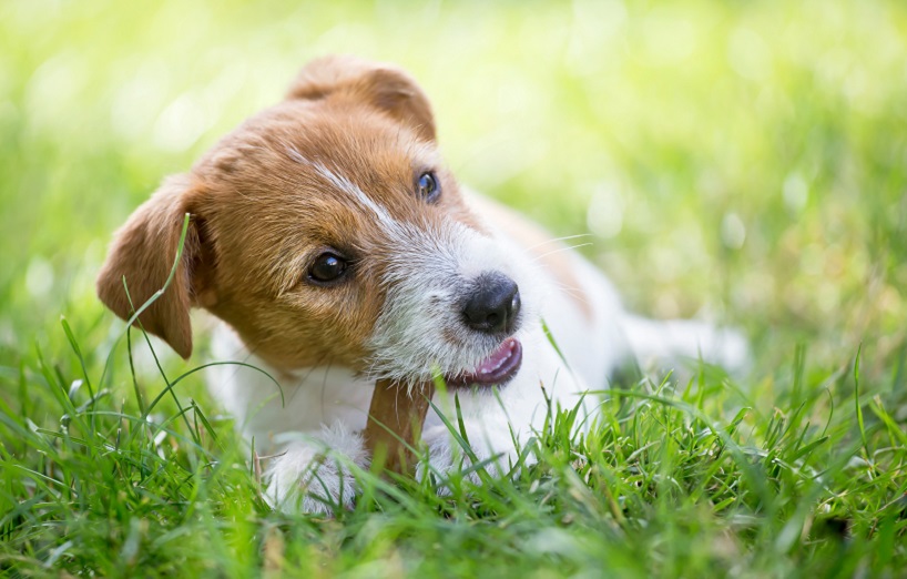 Zähne des Hundes: Hundezähne